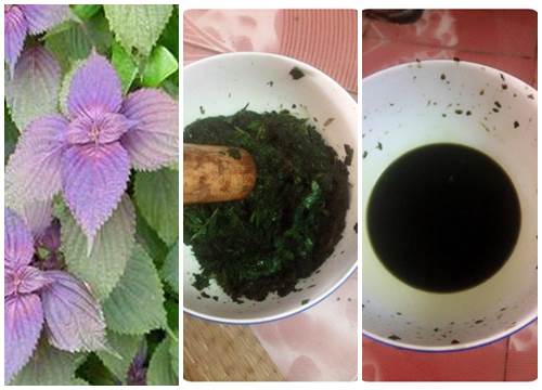Tía tô chữa các triệu chứng đau dạ dày hiệu quả